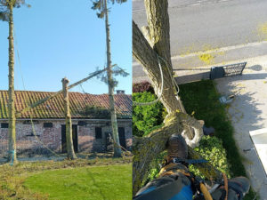 08_Elagage_Elagueur_Tournai_Alexandre_Tonneau_Broyage_abattage_tailles_grands_arbres