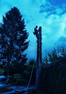 04_350px500px_Abattage_Elagueur_Tournai_Alexandre_Tonneau_Broyage_tailles_grands_arbres