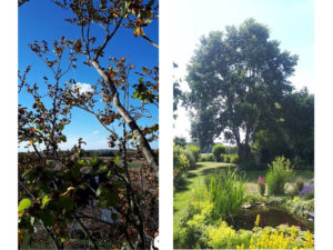 07_Entretien_Espaces_verts_Elagueur_Tournai_Alexandre_Tonneau_Broyage_tailles_grands_arbres