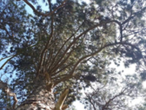 09_Entretien_Espaces_verts_Elagueur_Tournai_Alexandre_Tonneau_Broyage_tailles_grands_arbres